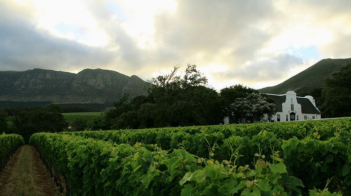 Groot Constantia vineyard