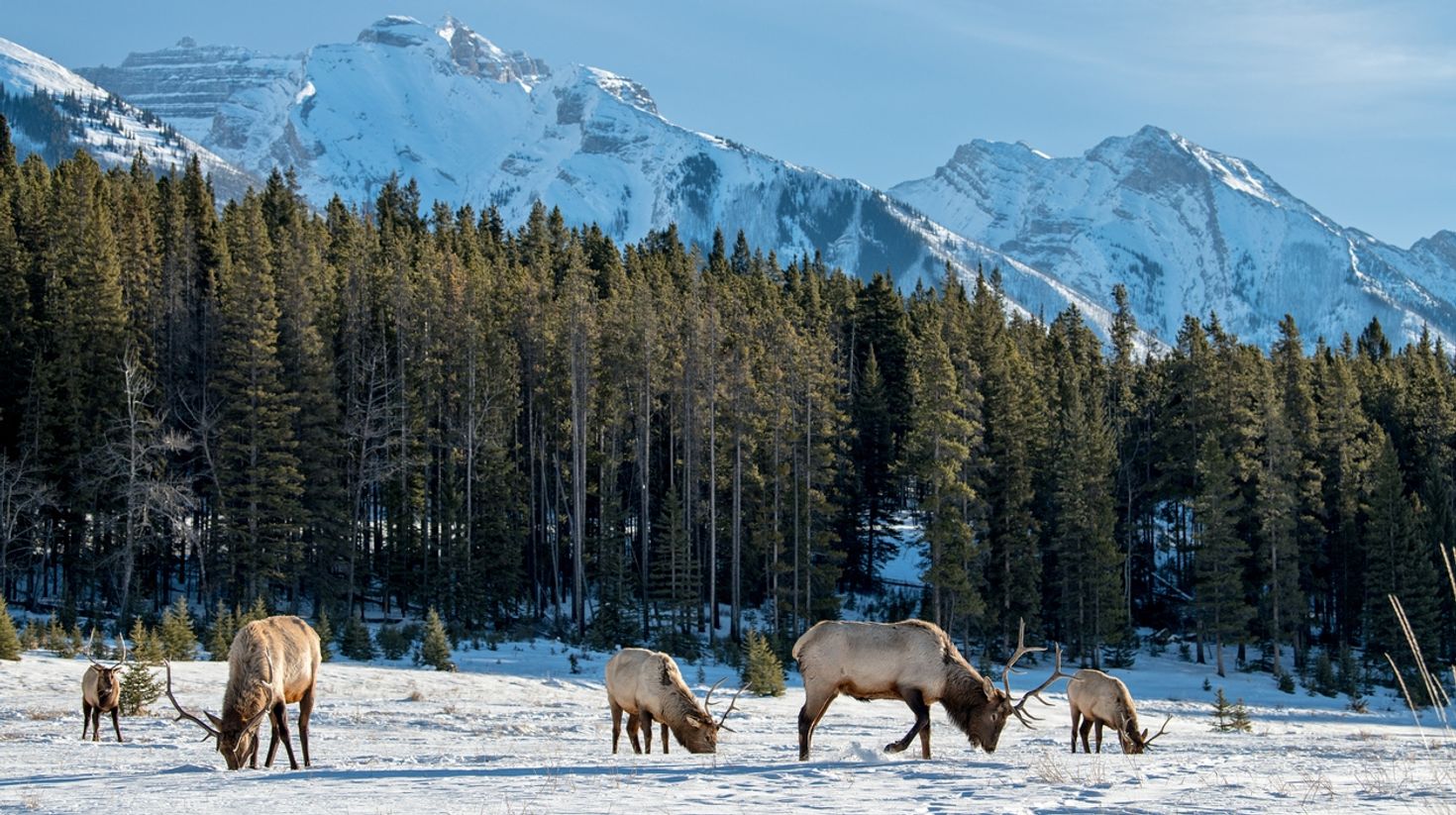 Listed in the UNESCO Heritage Site, Banff National Park is a must visit.