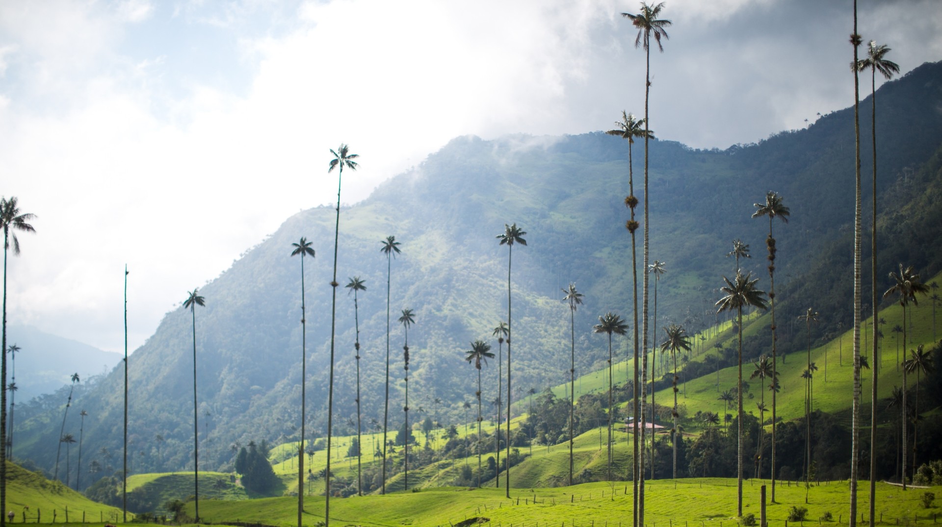 Get enchanted by the charm of Valle de Cocora during winter in Colombia, where the misty air shrouds the towering wax palms of Salento. Valle de Cocora in Salento during winter in Colombia.