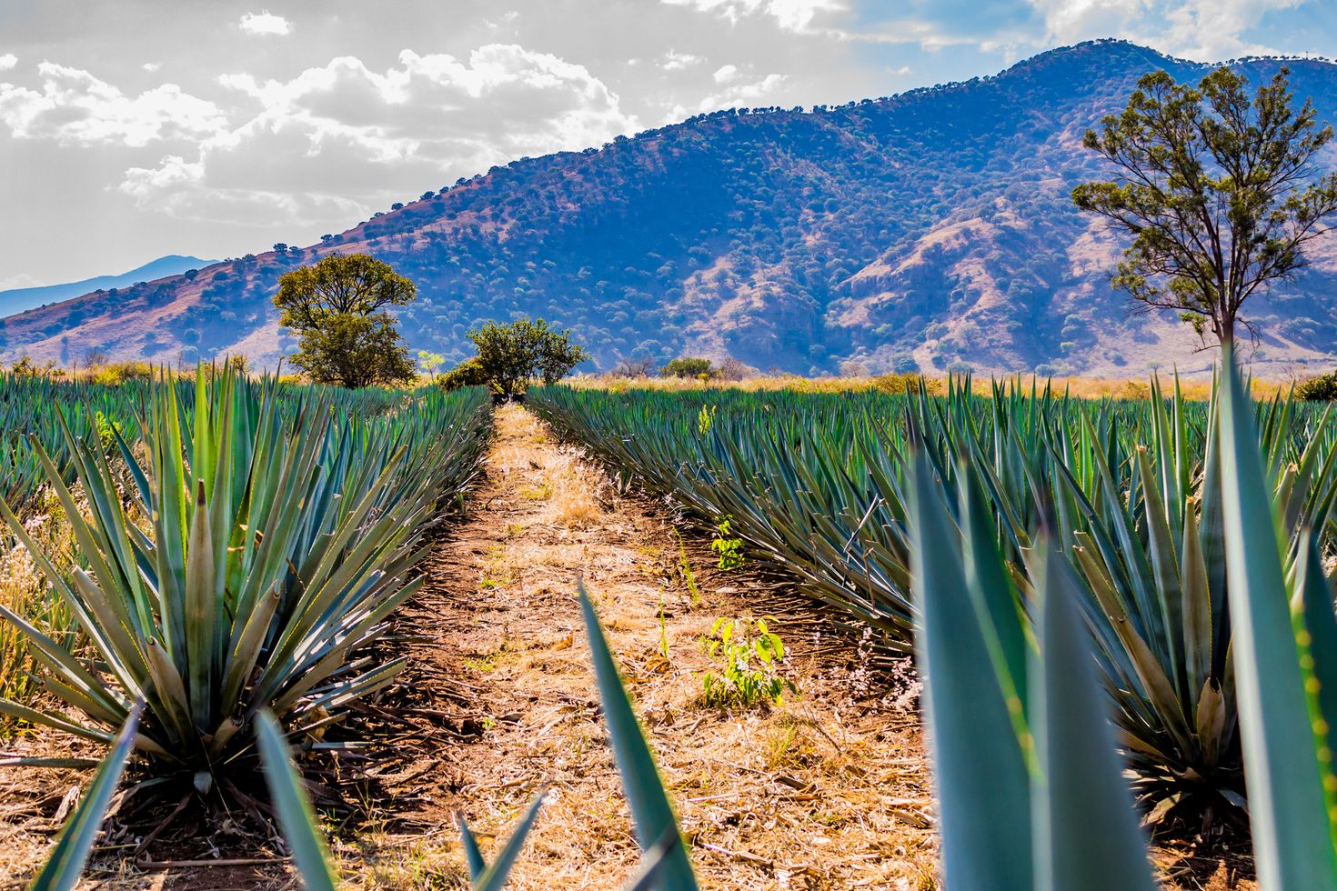 Rows of agave plant against a hill in the backdrop in Mexico