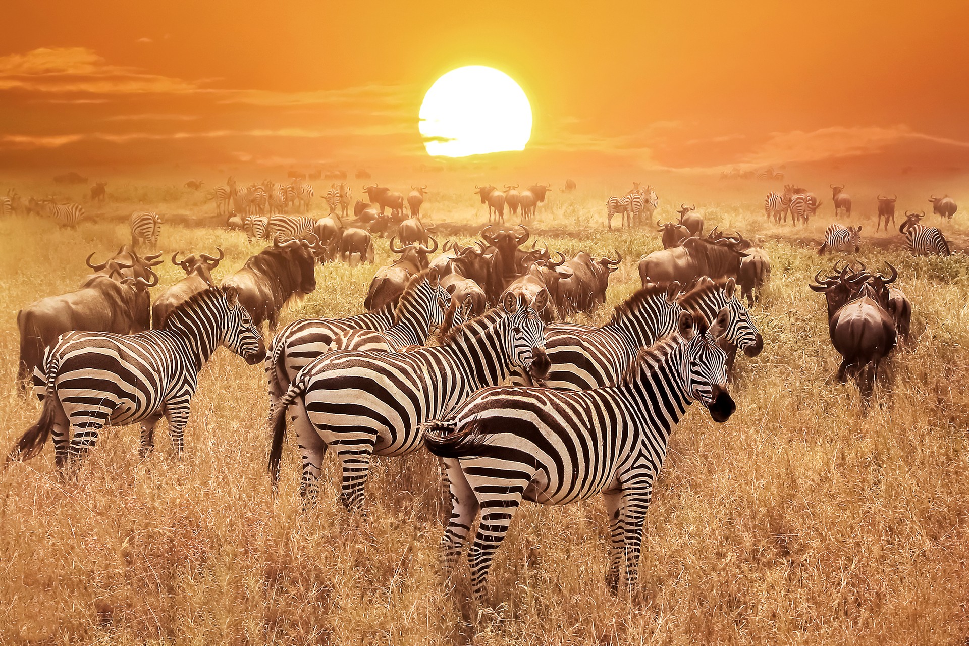 Herds of wildebeests and zebras in a sprawling green landscape.