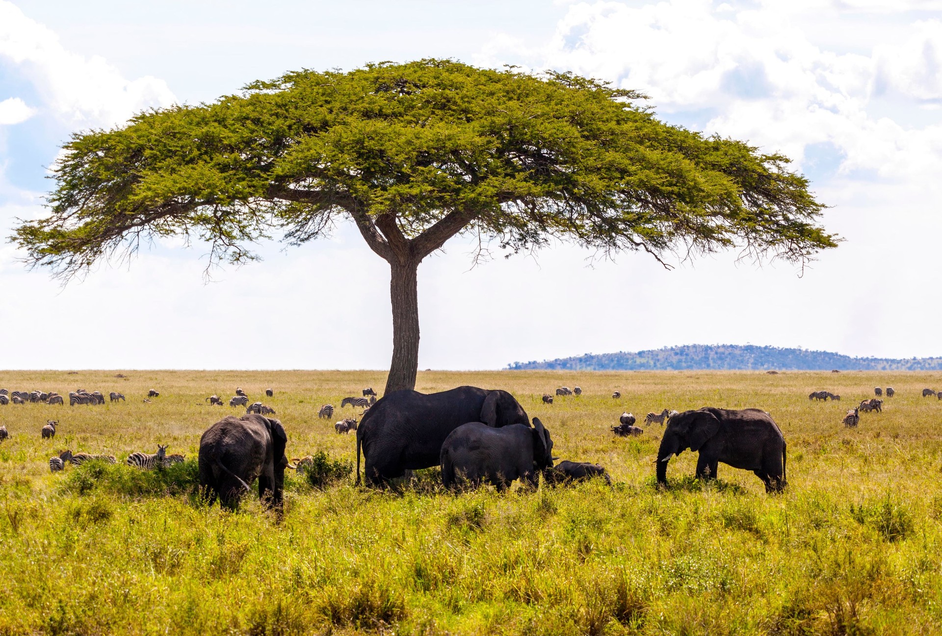 Wildlife safaris and game drives tours and trips
