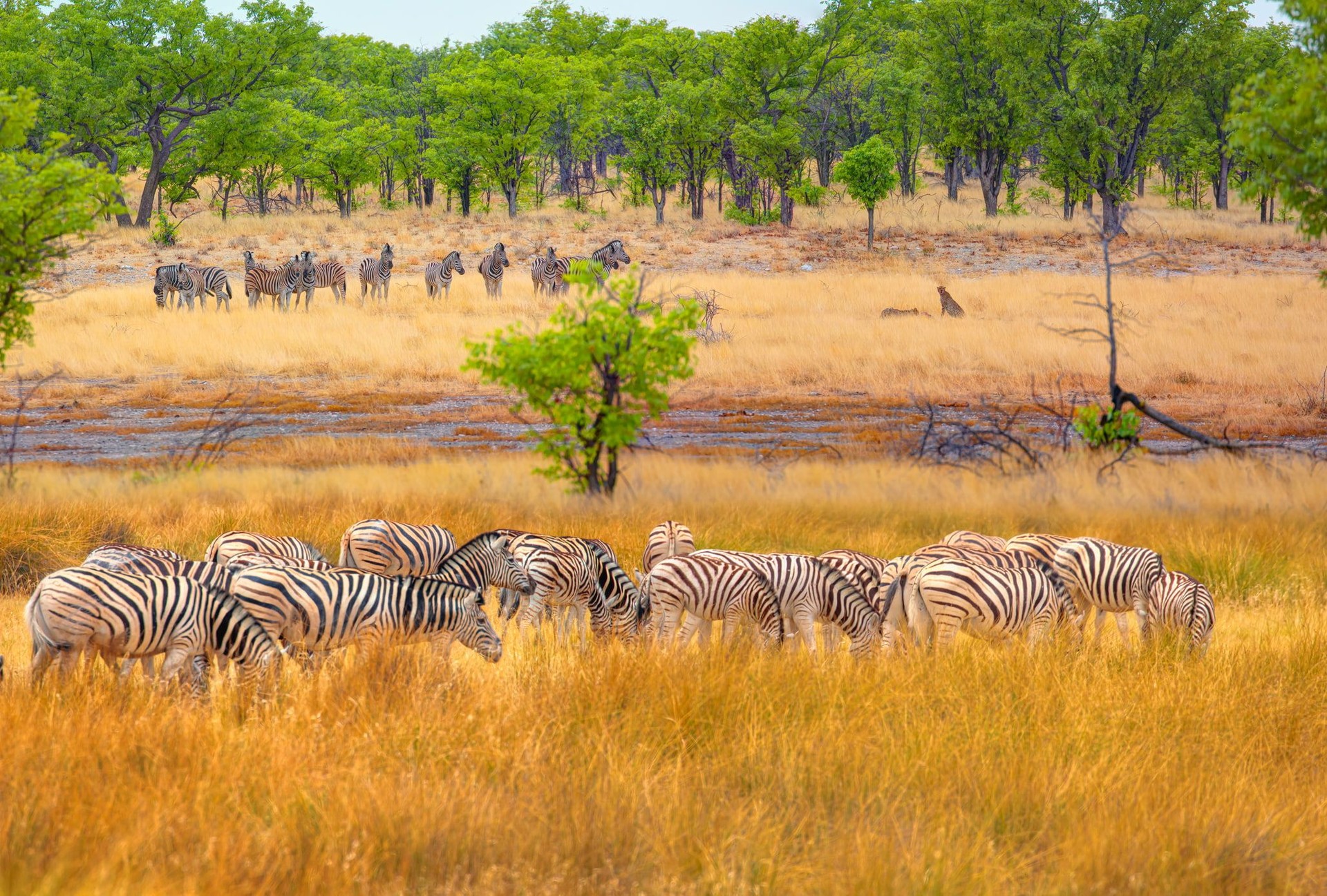 Wild cheetahs on a freshly killed zebra in the yellow bush - A group of zebra cheetahs watching - Etosha National Park, Namibia