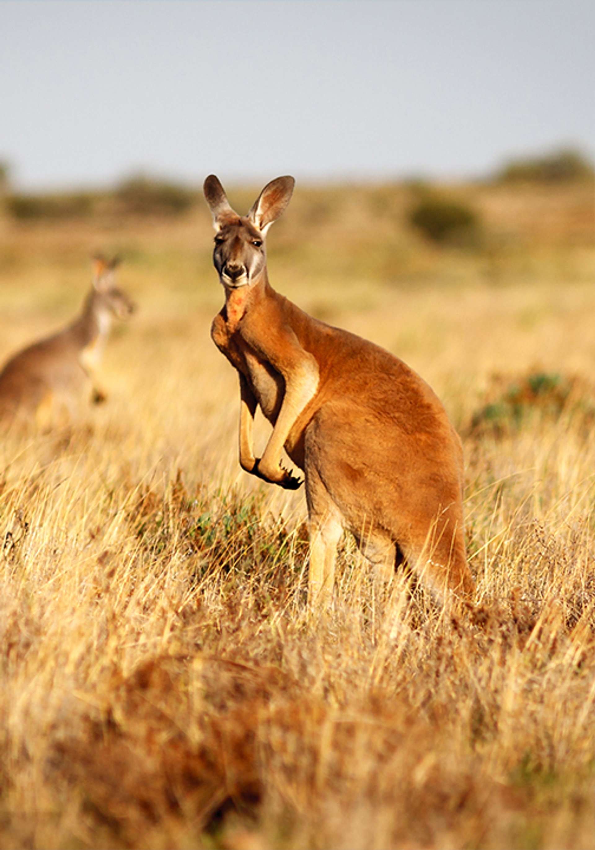 Travel tours in Oceania