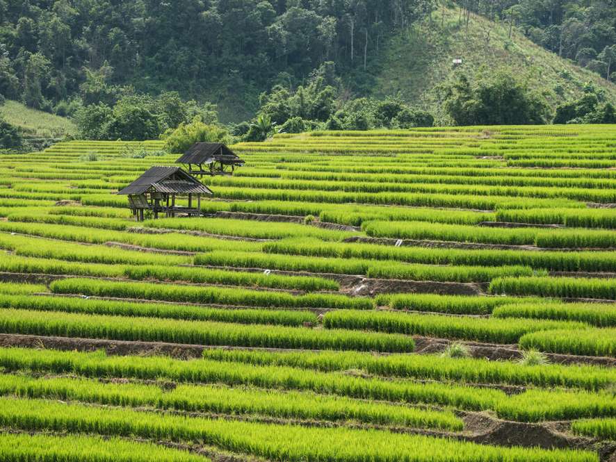 Tours and trips in Chiang Mai