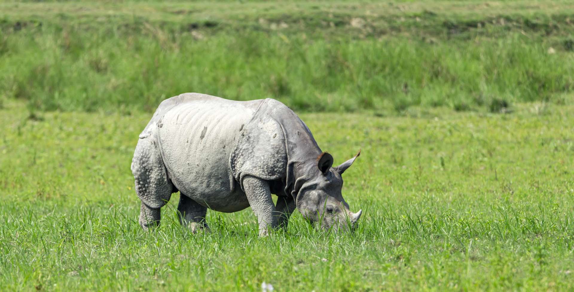 Chitwan National Park Tours and Trips