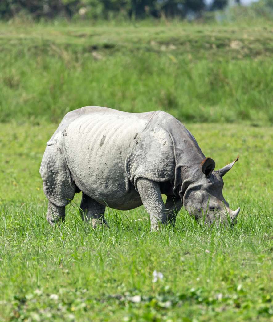 Tours and trips in Chitwan National Park