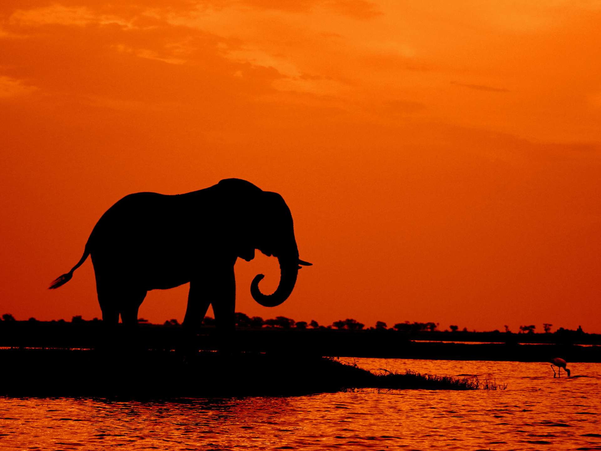 Tours and trips in Chobe National Park