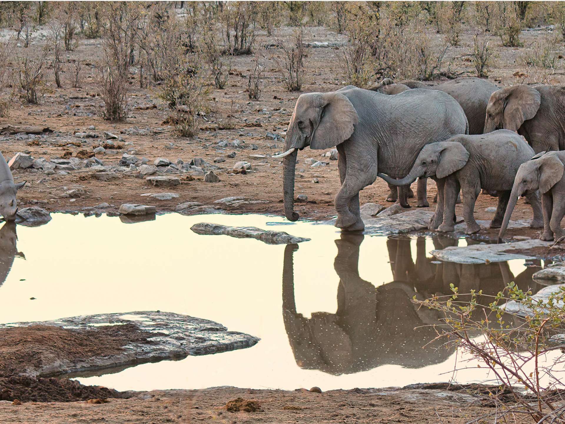 Tours and trips in Etosha National Park