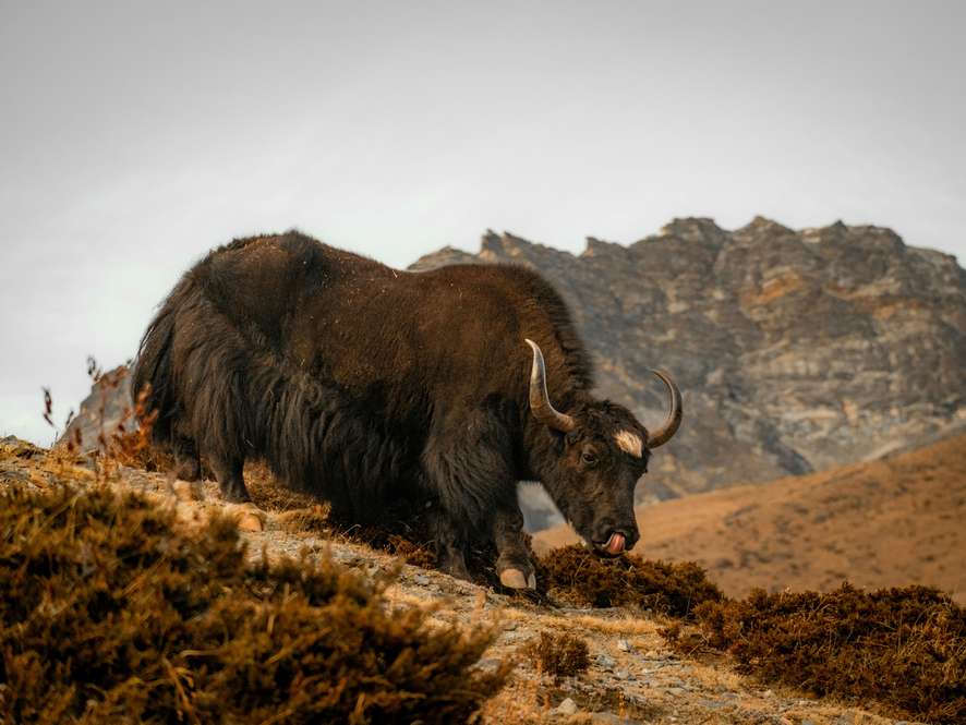 Tours and trips in Everest Region