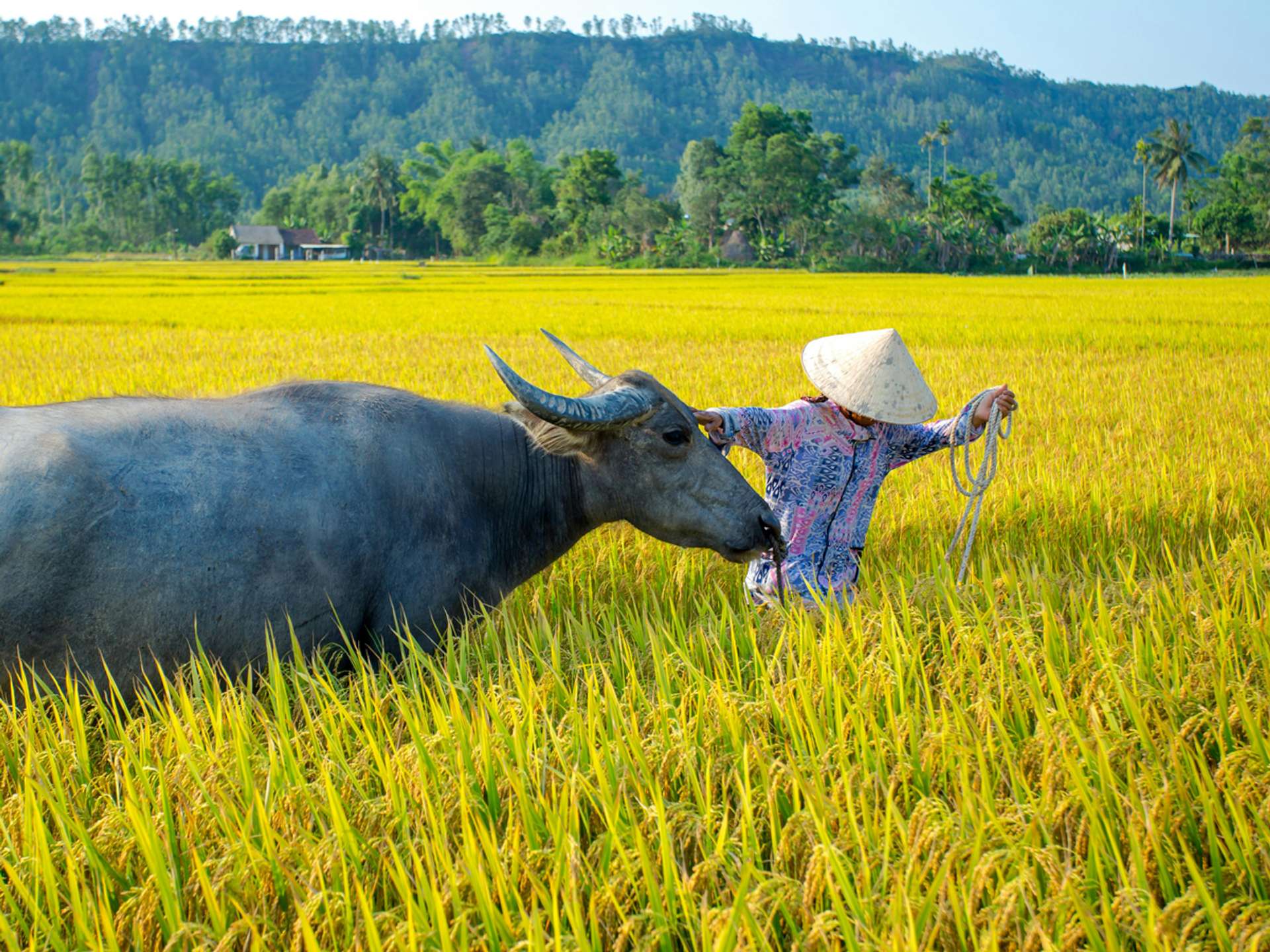 Tours and trips in Hoi An