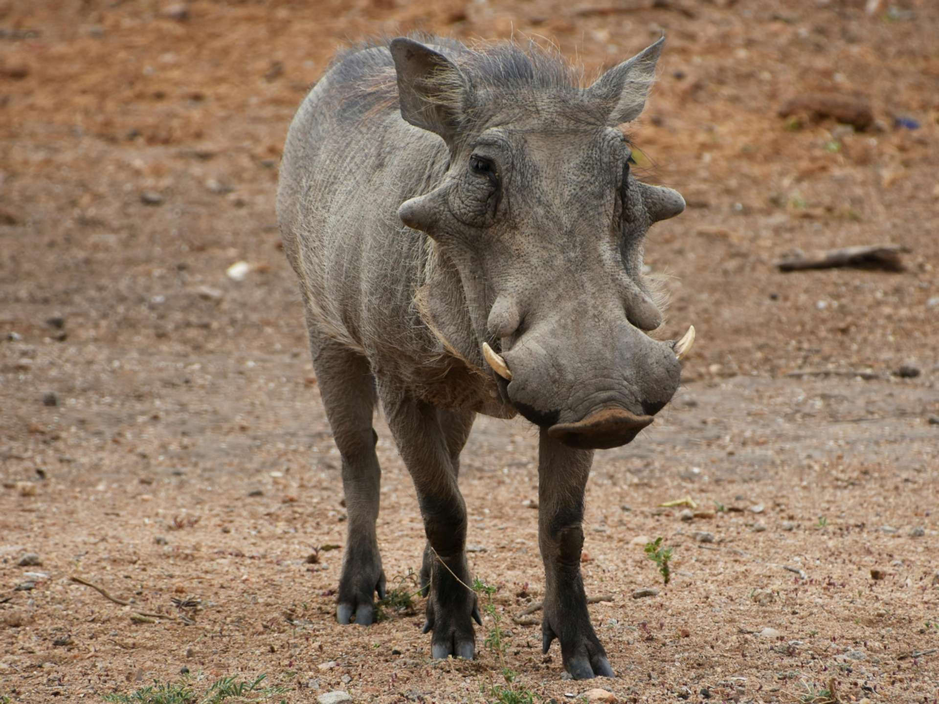 Tours and trips in Kruger National Park