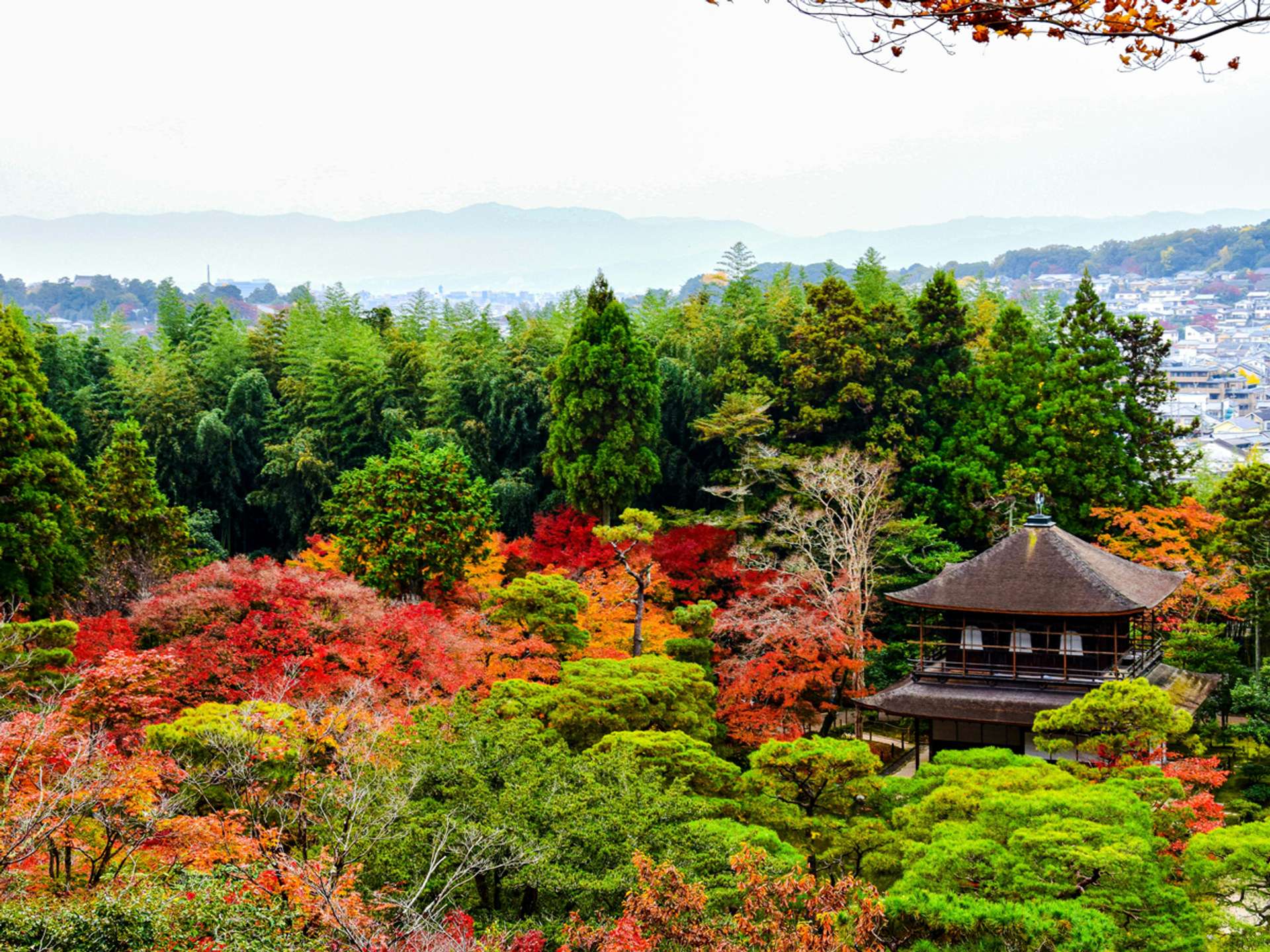 Tours and trips in Kyoto
