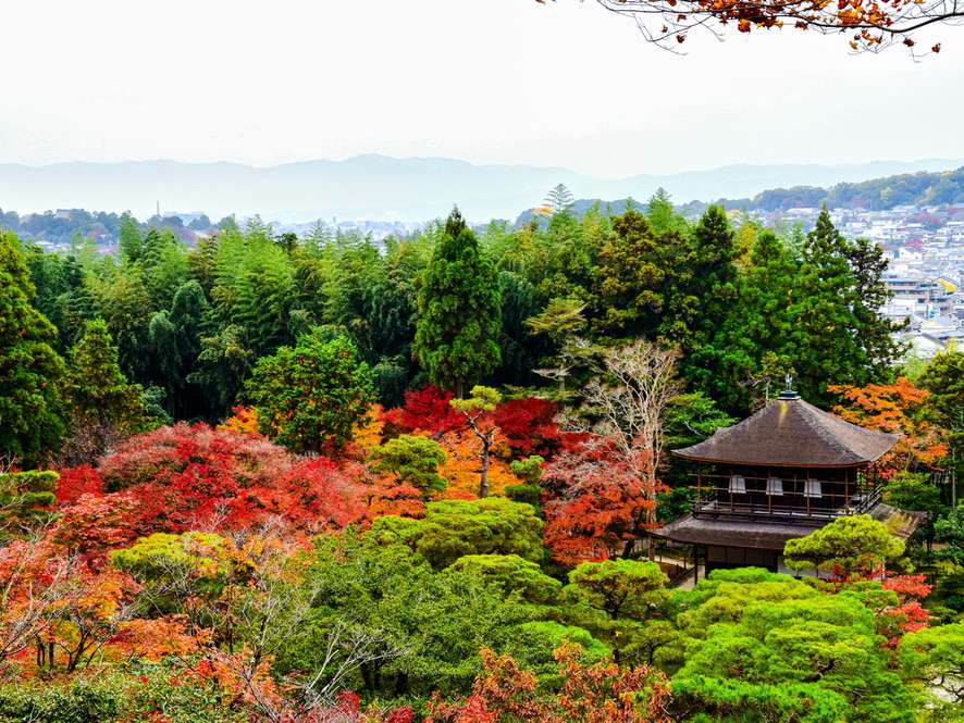 Tours and trips in Kyoto