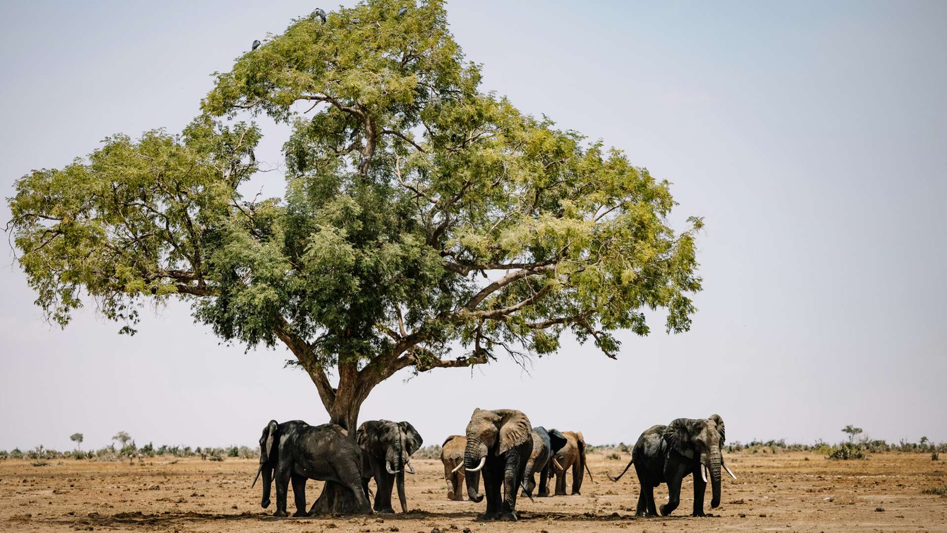 Livingstone Tours and Trips