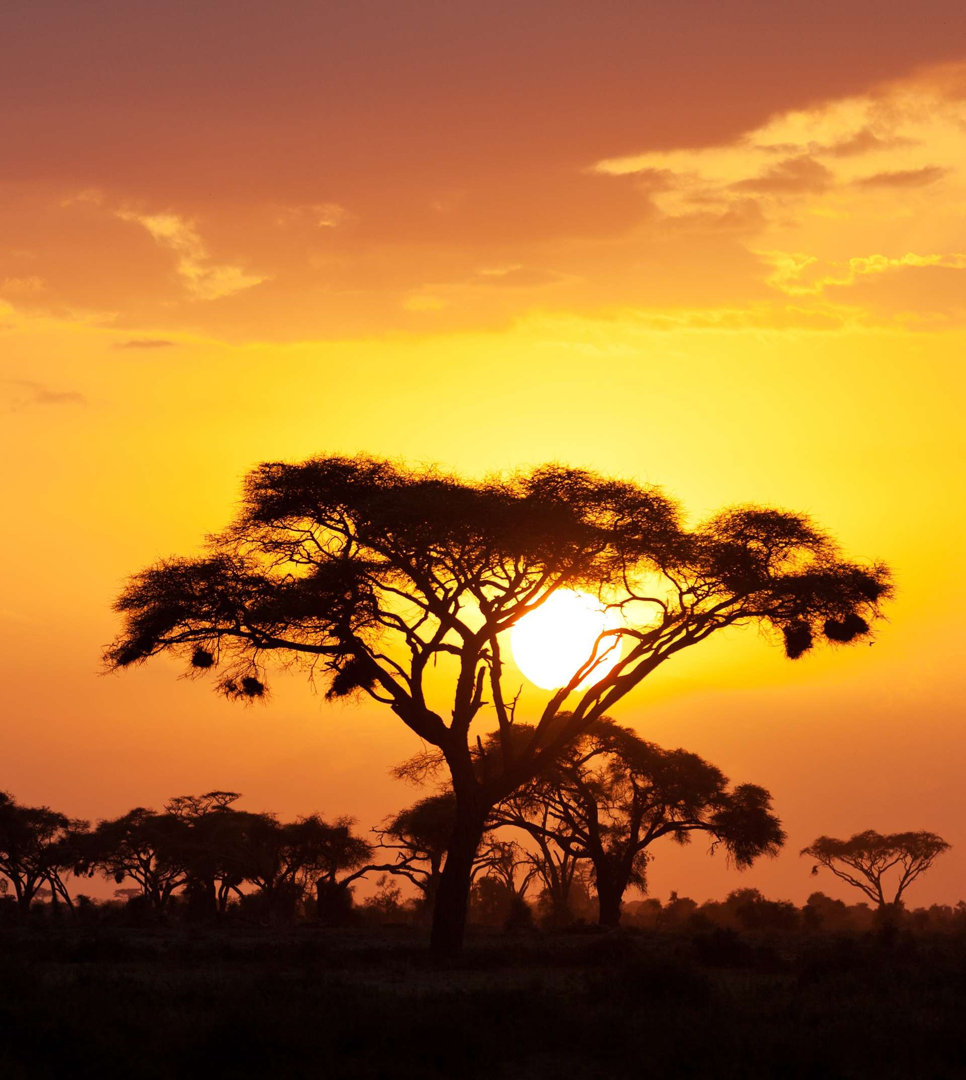 Tours and trips in Maasai Mara National Reserve