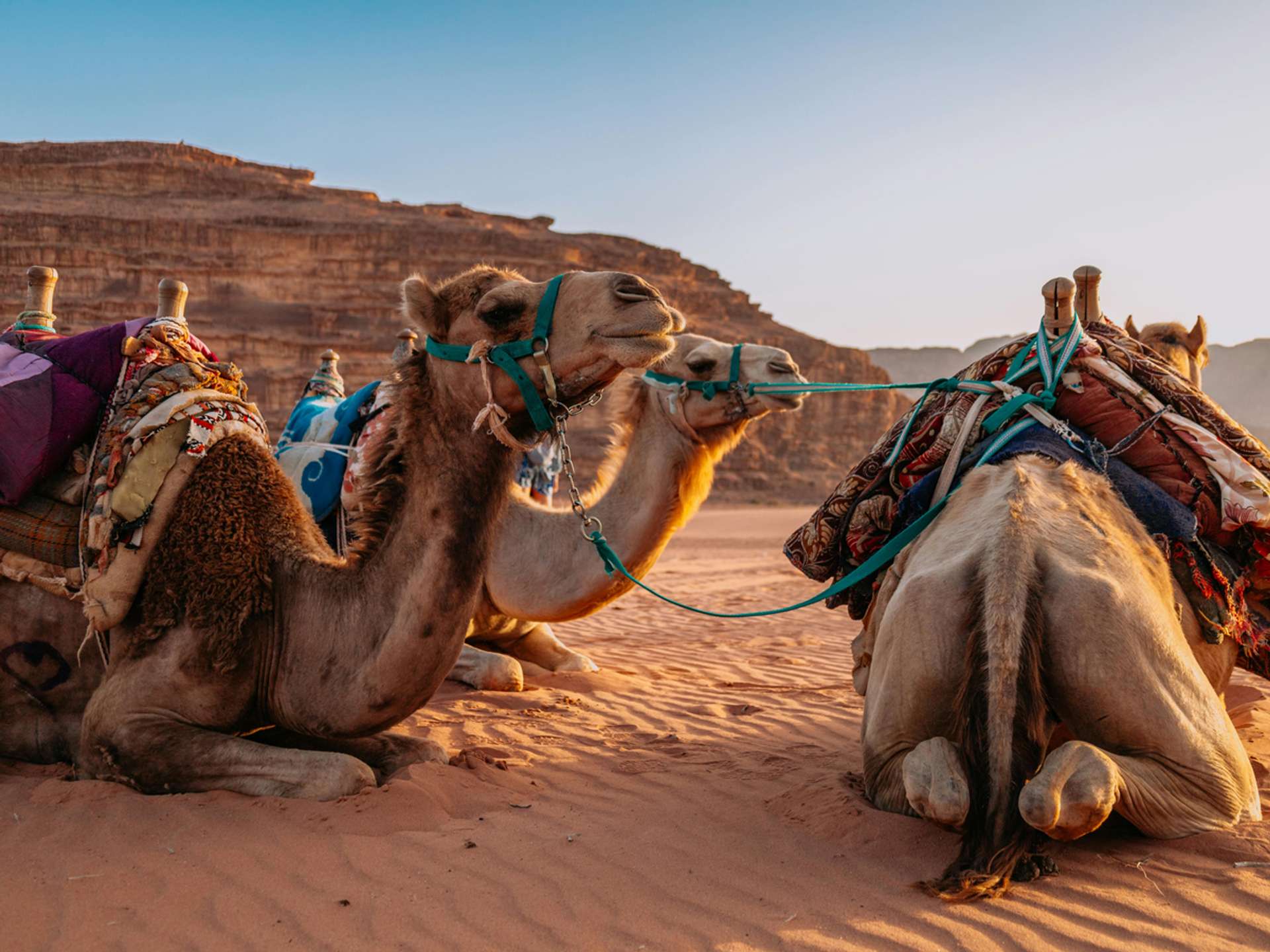 Tours and trips in Petra