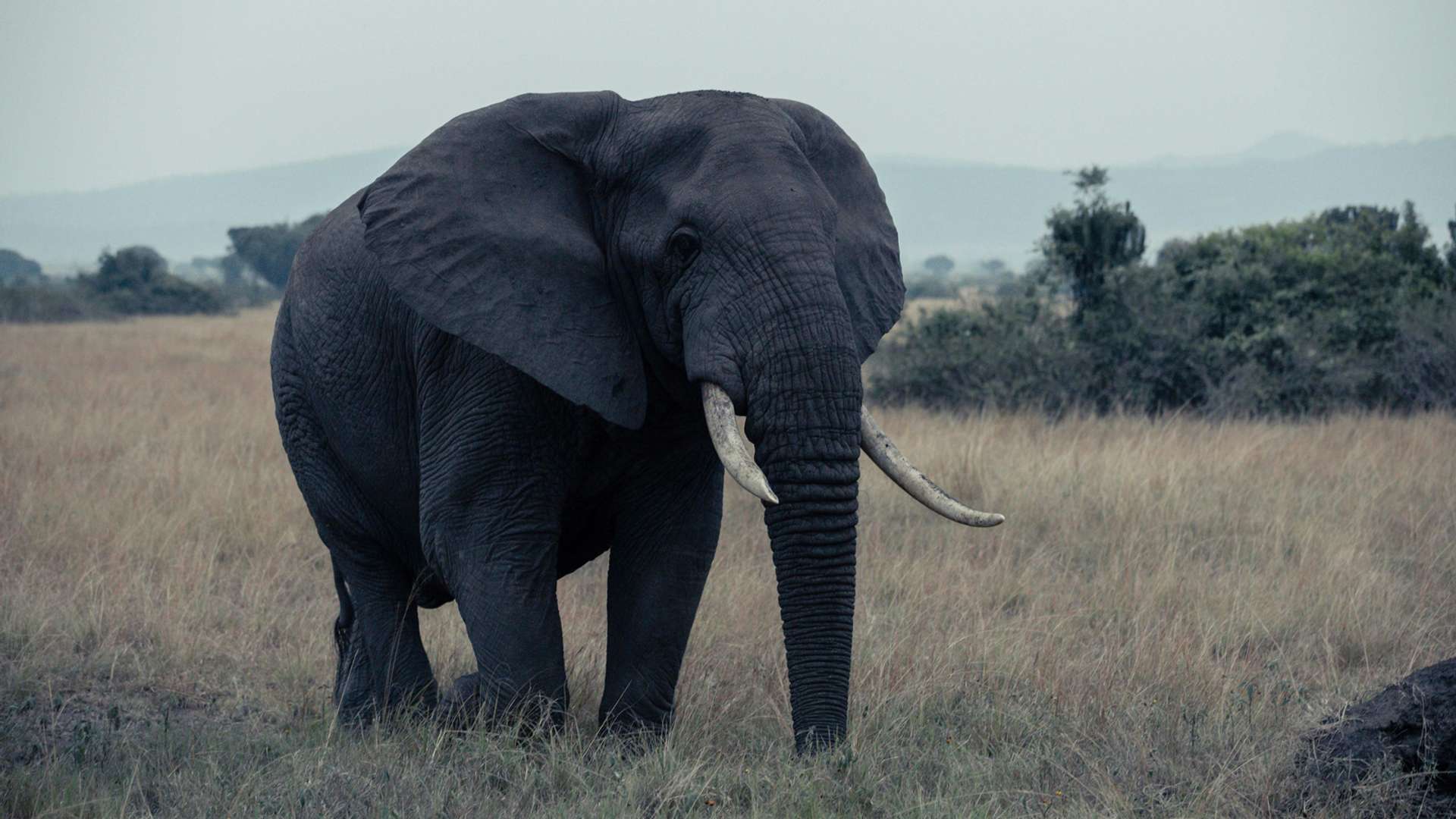Queen Elizabeth National Park Tours and Trips