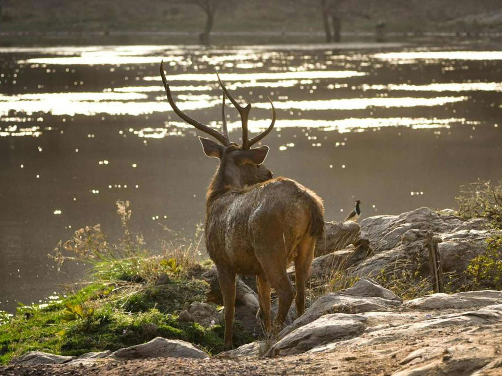 Tours and trips in Ranthambore National Park