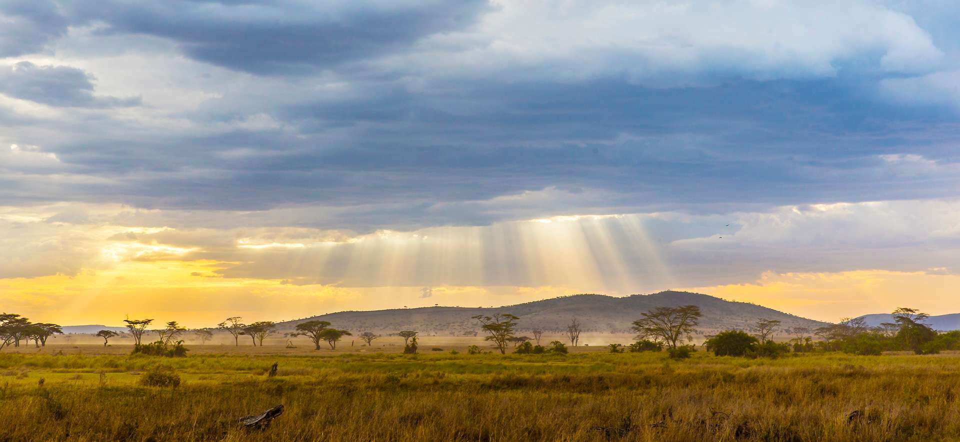 Serengeti Safari