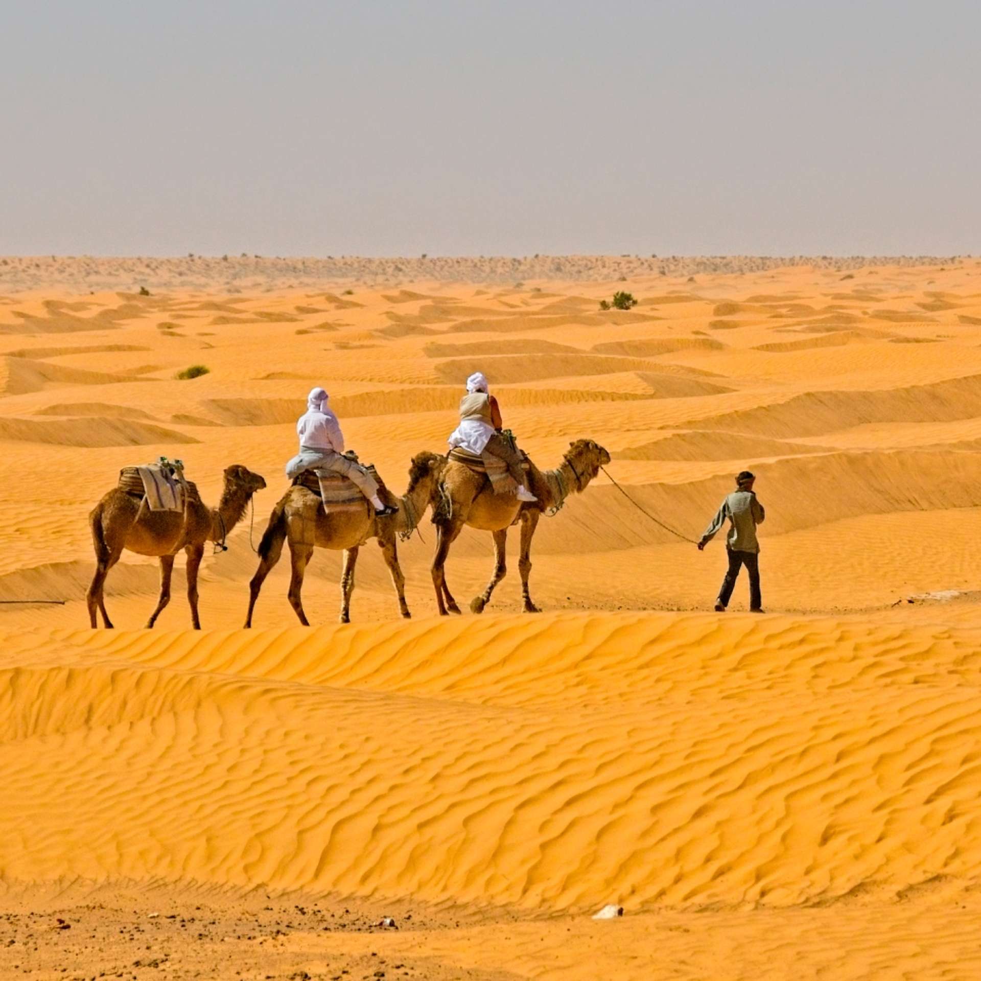 Group tours in Jordan
