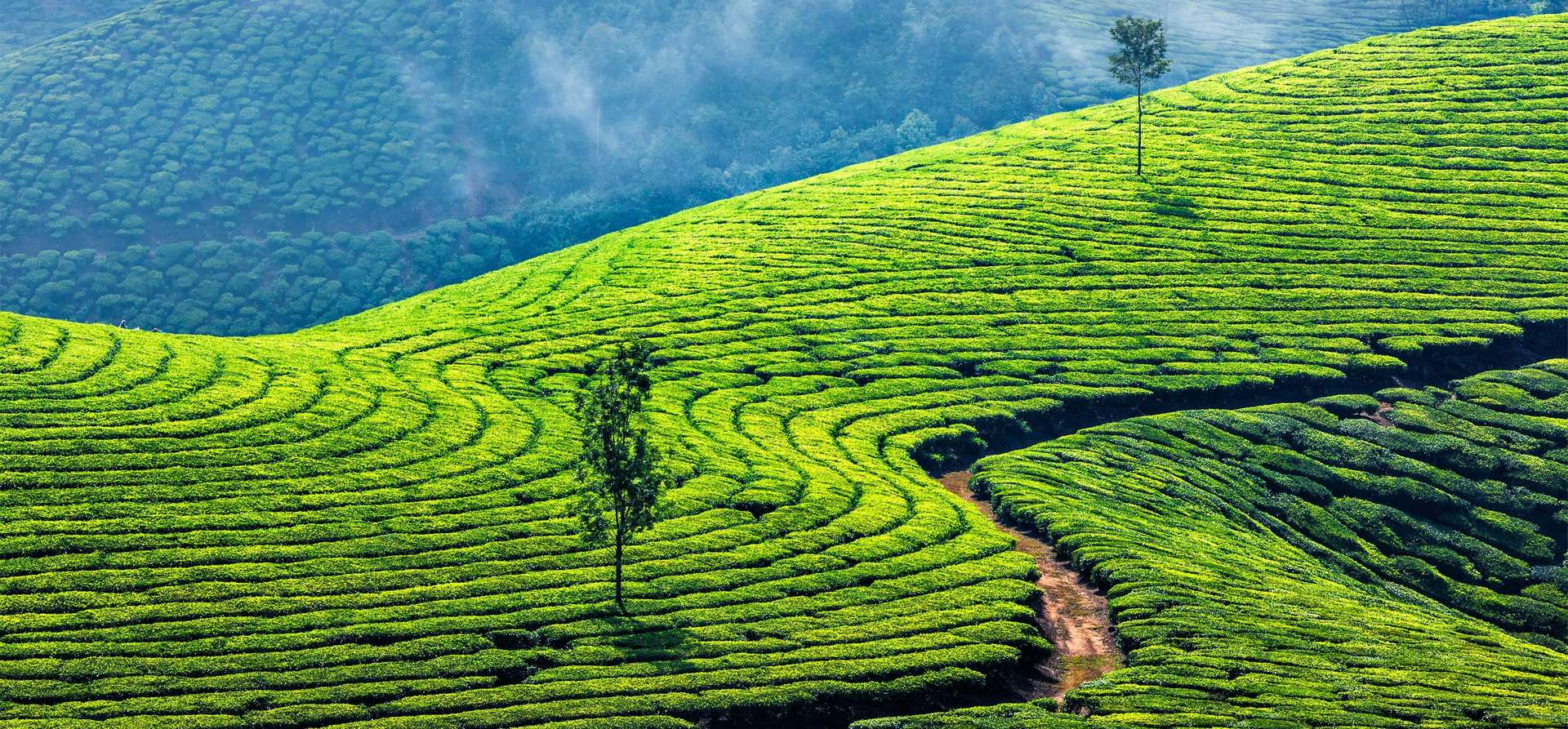 Kerala Tours and Trips