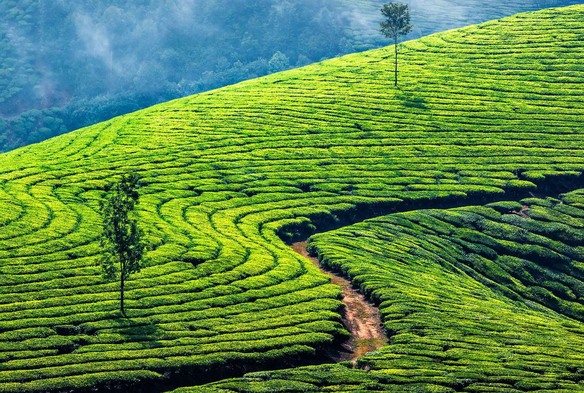 Green tea plantations in Munnar, Kerala, India