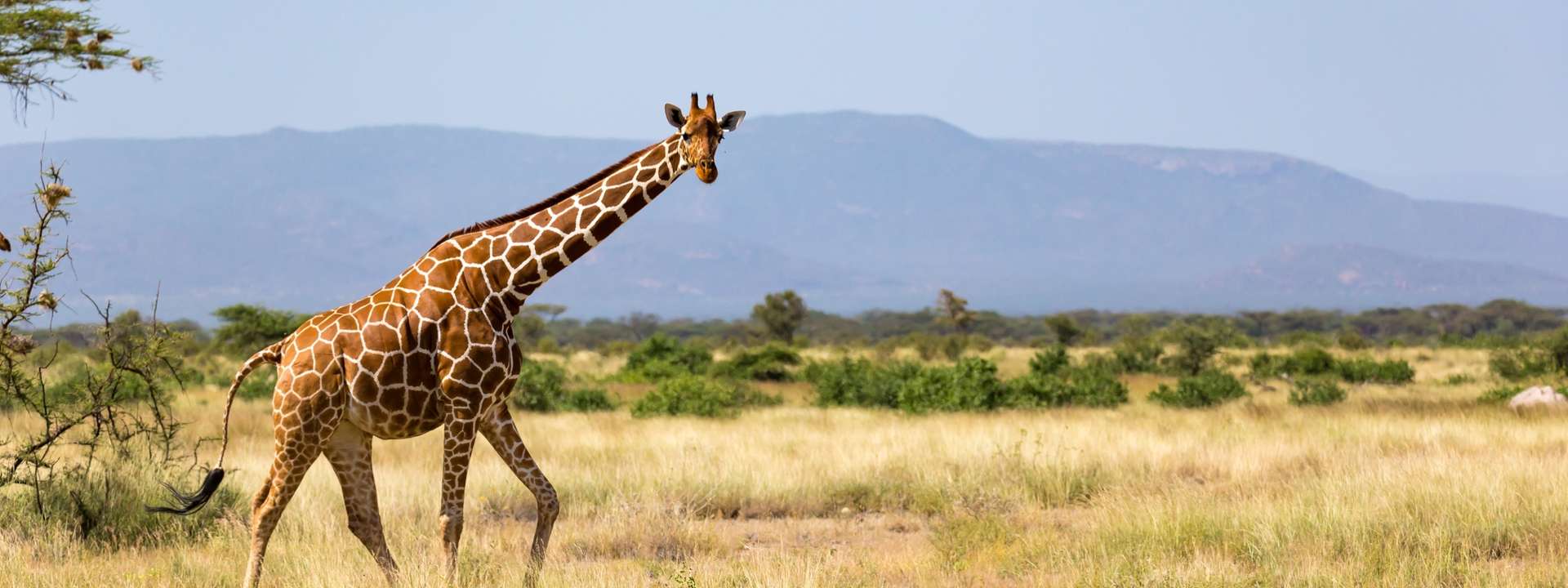 South Africa and Tanzania Tours and Trips