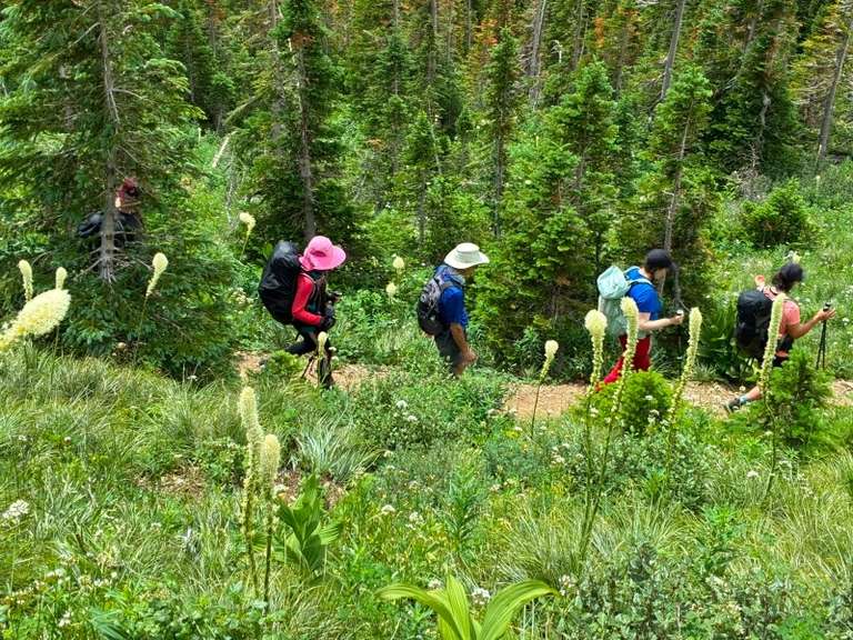 A group of trekkers treks down a trail in Canada
