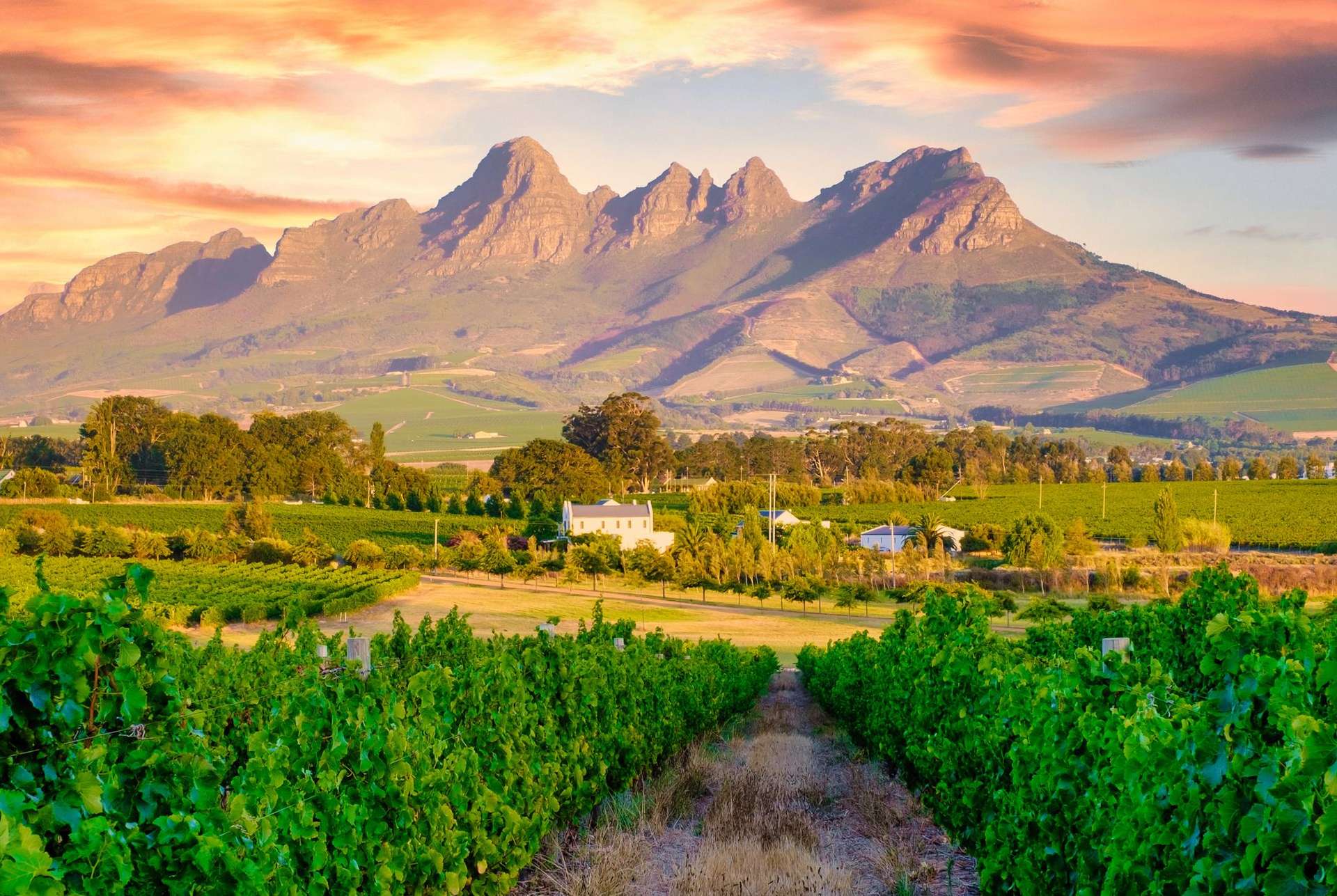 Vineyard landscape at sunset with mountains in Stellenbosch, near Cape Town, South Africa