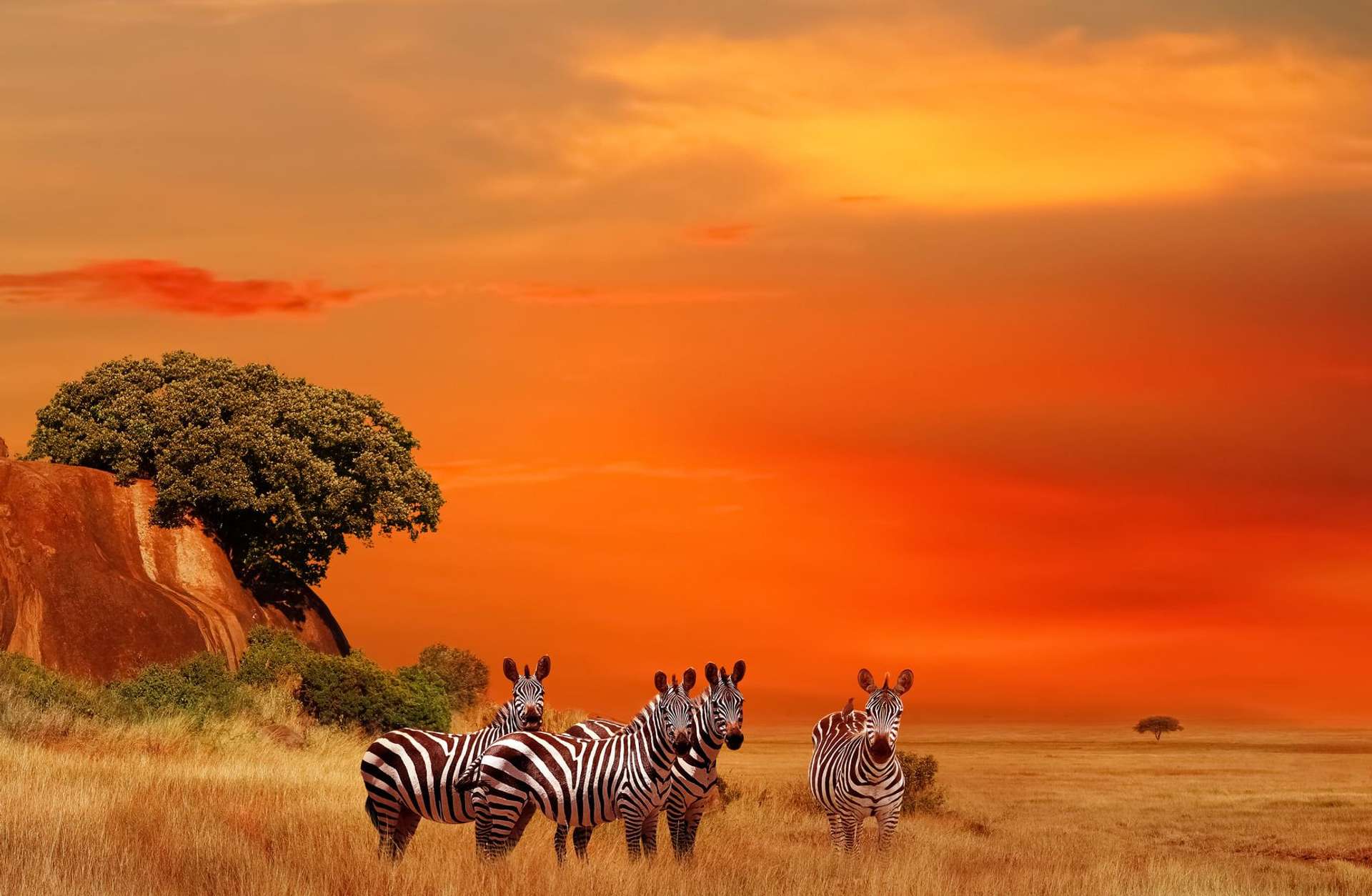 Zebras in the African savanna at sunset. Serengeti National Park. Tanzania.