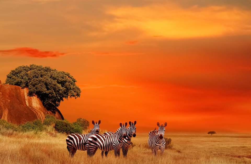 Zebras in the African savanna at sunset. Serengeti National Park. Tanzania.