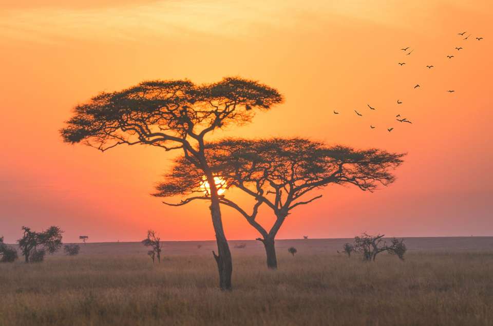 A landscape in the Serengeti national park, early morning with sunrise