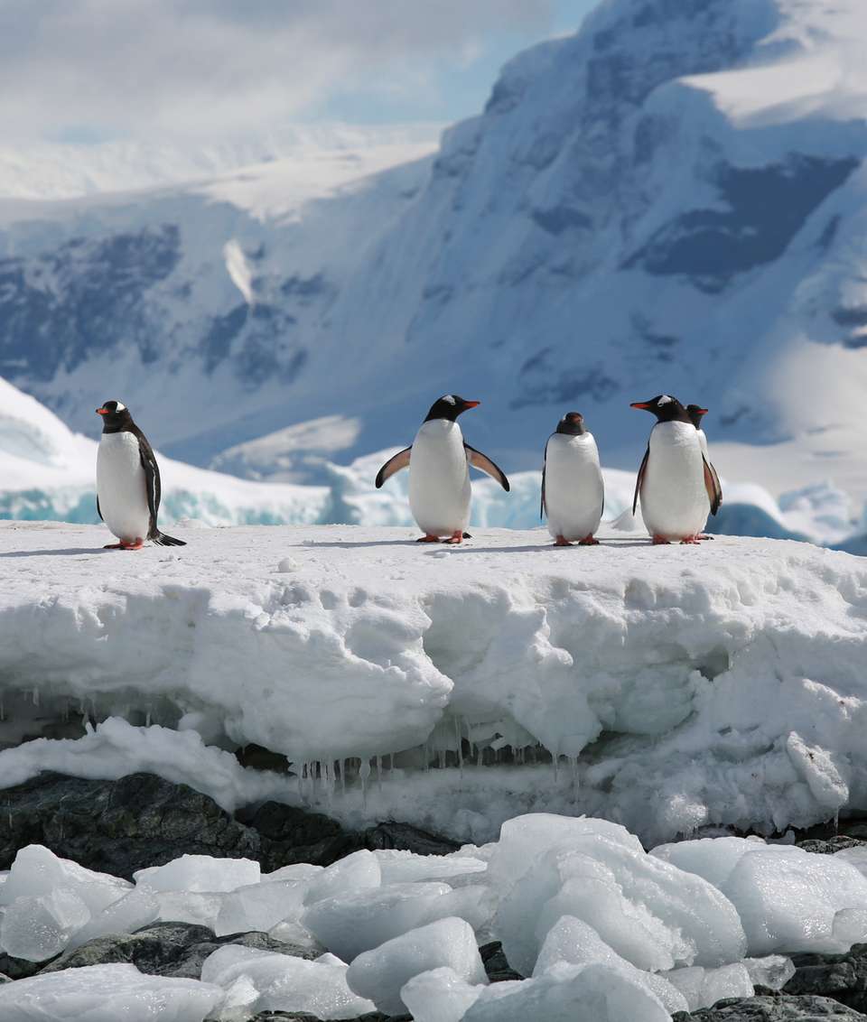 Polar